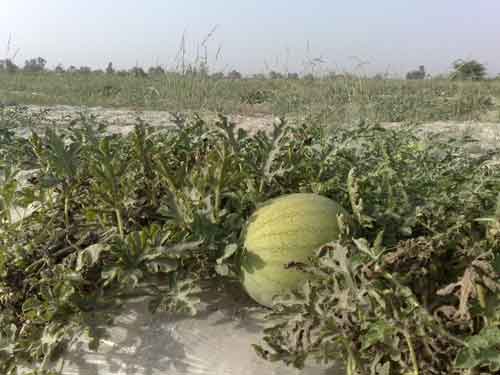 برداشت هندوانه در جنوب بلوچستان - زرآباد