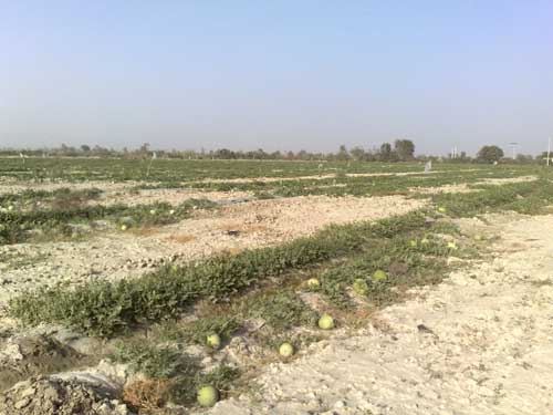 برداشت هندوانه در جنوب بلوچستان - زرآباد