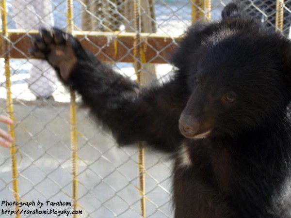 توله نه ماهه خرس سیاه Selenarctos thibetanus ،این خرس مدتها در ایران دیده نشده است و پیدا کردن این توله جای امیدواری برای دوستداران حیات وحش ایران است.